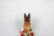 Cheerful perky dog on a brick background. German Shepherd with a bouquet of flowers.