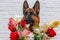 Cheerful perky dog on a brick background. German Shepherd with a bouquet of flowers.