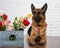 Cheerful perky dog on a brick background. German Shepherd with a bouquet of flowers.