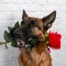 Cheerful perky dog on a brick background. German Shepherd with a bouquet of flowers.
