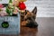 Cheerful perky dog on a brick background. German Shepherd with a bouquet of flowers.