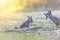 Cheerful picture of a pair of two red foxes