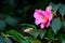 Cheerful pink camellia flower blooming against dark green leaves, early winter blooming shrub