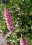 Cheerful Pink Lupine Flowers in a Keystone Colorado Garden