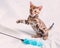 A cheerful playful Bengal kitten stands on its hind legs, and tries to catch a fluffy toy with its front legs