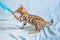 Cheerful playful Bengal kitten stands on a white and blue background and grabs a fluffy toy with his teeth