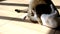 Cheerful playful cats, pets.Smooth camera movement.