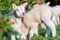 Cheerful and playful herd of lambs in the ranch farm cattle animal selective focus blur