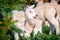 Cheerful and playful herd of lambs in the ranch farm cattle animal selective focus blur