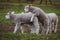 Cheerful and playful herd of lambs in the ranch farm cattle animal selective focus blur