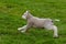 Cheerful and playful herd of lambs in the ranch farm cattle animal selective focus blur