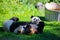 cheerful playing pandas on green lawn