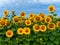 Cheerful and positive yellow sunflowers with green leaves against the blue sky.