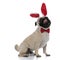Cheerful pug looking up and panting while wearing bunny