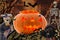 Cheerful pumpkin fun celebrates Halloween dancing to music in the company of a spider flies bats and two skeletal dancers