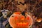 Cheerful pumpkin well celebrates Halloween dancing to music in the company of a spider flies bats and two skeletons dancers on a