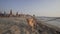 Cheerful Puppy Dog on Lace, Having Fun on Beach