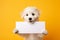 a cheerful puppy holds in its paws a white sheet of paper with a place for text,on a plain yellow background,a mockup for an