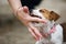 Cheerful puppy Jack Russell Terrier