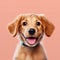 Cheerful Puppy Portrait On Pink Background