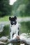 Cheerful purebred American Akita breed dog sits near a mountain lake