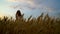 Cheerful redhead girl walking in wheat field at dusk