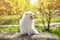 Cheerful relaxed white dog enjoying warm sunshine at sunrise golden hour. Purebred Japanese Spitz having fun outdoors