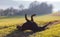 Cheerful Rottweiler somersaults in the meadow under the morning sun