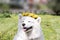 A cheerful Samoyed dog wearing a dandelion wreath. The concept of summer happiness