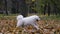 Cheerful Samoyed spitz frolics in nature. The pet quickly runs on fallen leaves in an autumn park. Slow motion. Close up