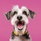 Cheerful Schnauzer Dog With Dynamic Facial Expressions On Pink Background