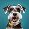 Cheerful Schnauzer Dog Portrait On Blue Background