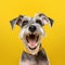 Cheerful Schnauzer Dog Smiling On Yellow Background