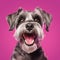 Cheerful Schnauzer Puppy With Colorful Pink Background