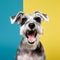Cheerful Shaved Schnauzer Dog With Vibrant Colors