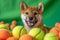 Cheerful Shiba Inu Pup in a Green Studio Playground.