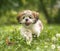 Cheerful shih-tzu puppy running across the meadow.