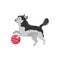 Cheerful siberian husky dog playing with ball, cartoon flat vector illustration isolated on white background.