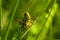 A cheerful singing grasshopper among green grass