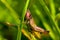 A cheerful singing grasshopper among green grass macro visible