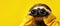 A cheerful sloth looks through binoculars on a yellow background. Banner, copyspace