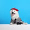 Cheerful, smiling, adorable purebred Samoyed dog in stripes hurt and red beret against blue studio background