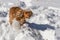 Cheerful spaniel in deep snow with ears in different directions