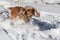 Cheerful spaniel playing in deep snow