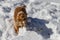 Cheerful spaniel in the snow