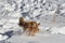 Cheerful spaniel in the snow