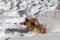 Cheerful spaniel in the snow