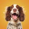 Cheerful Spaniel On Solid Background