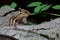 Cheerful squirrel perched on a boulder, looking up with a bright expression