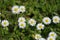 Cheerful summer meadow with daisies